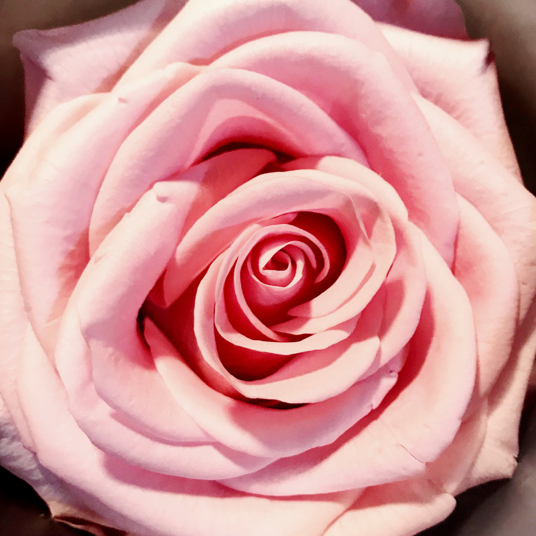 The Rose Cube - Color: Pink