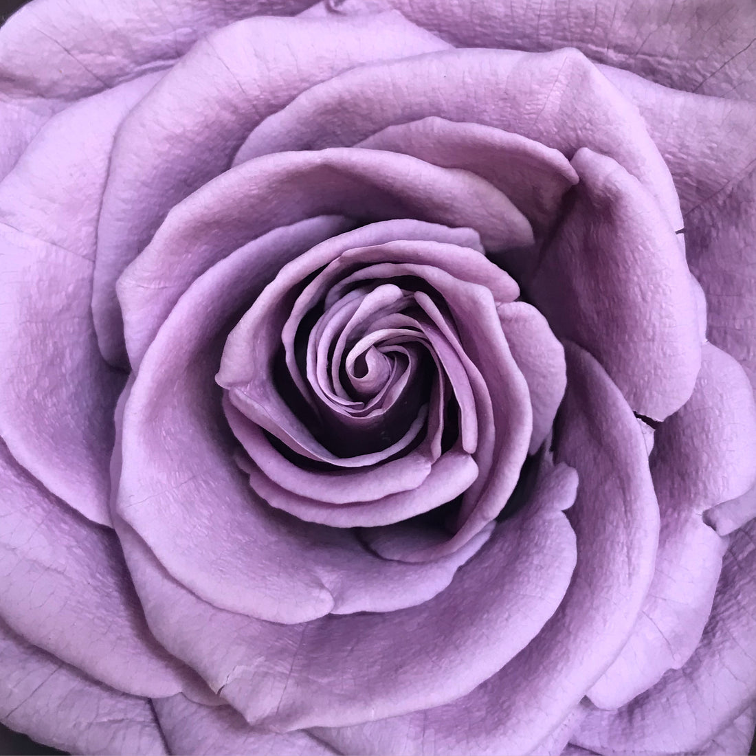 The Rose Cube - Color: Lavender