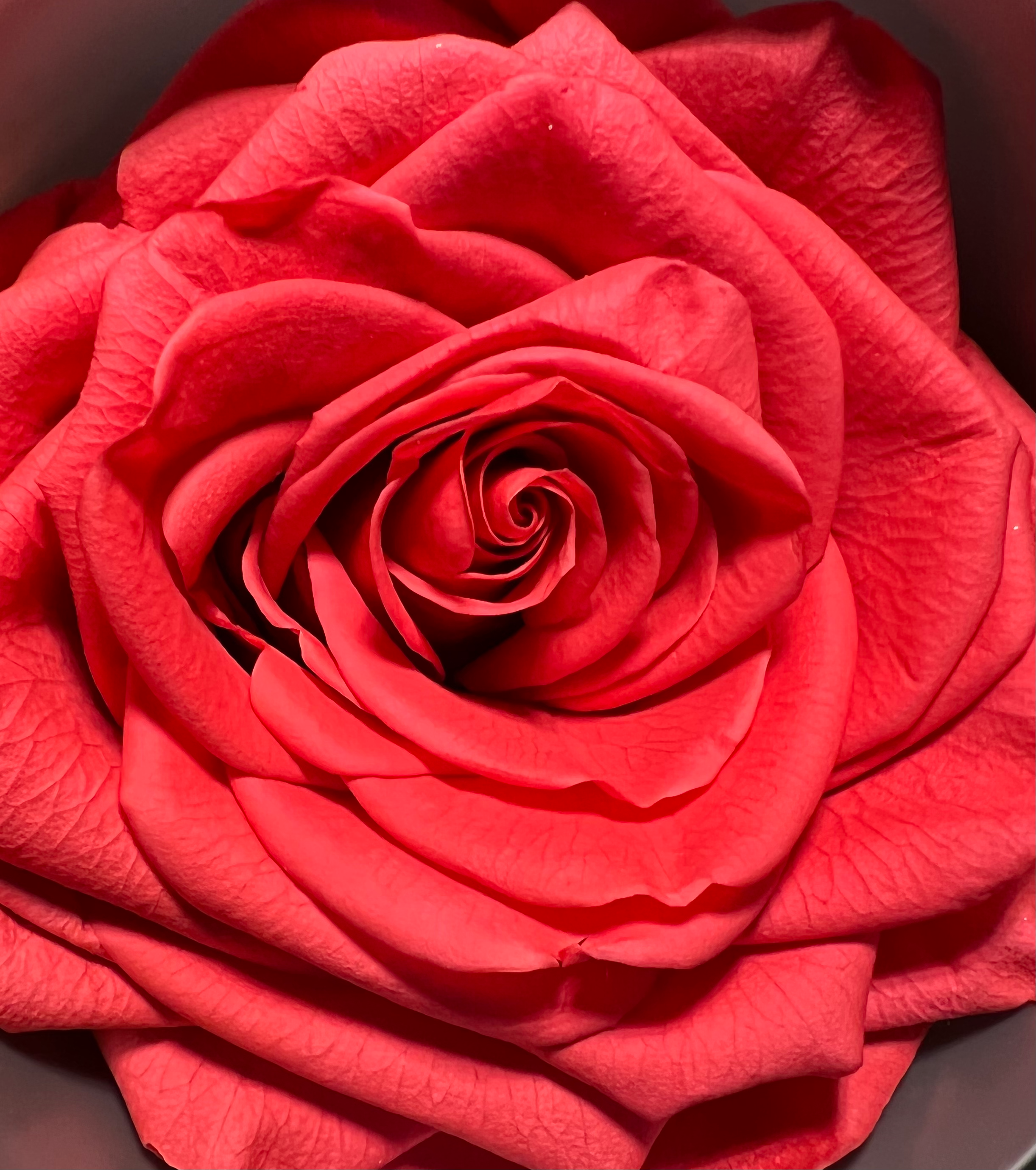El cubo de rosas rojo
