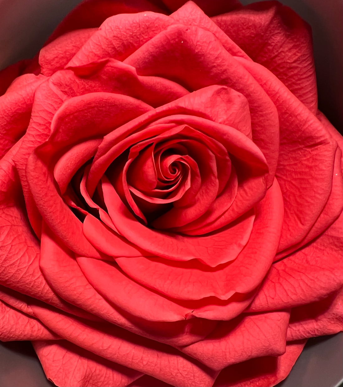 The Rose Cube - Color: Red