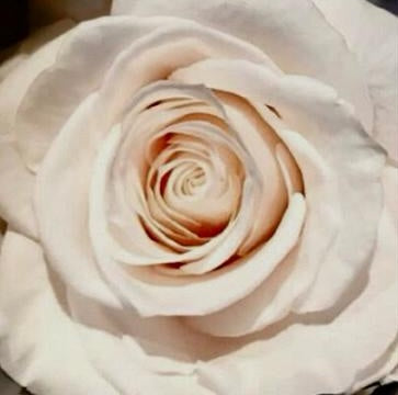 The Rose Cube - Color: Pearl