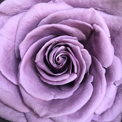 La Rosa Cubo Lila