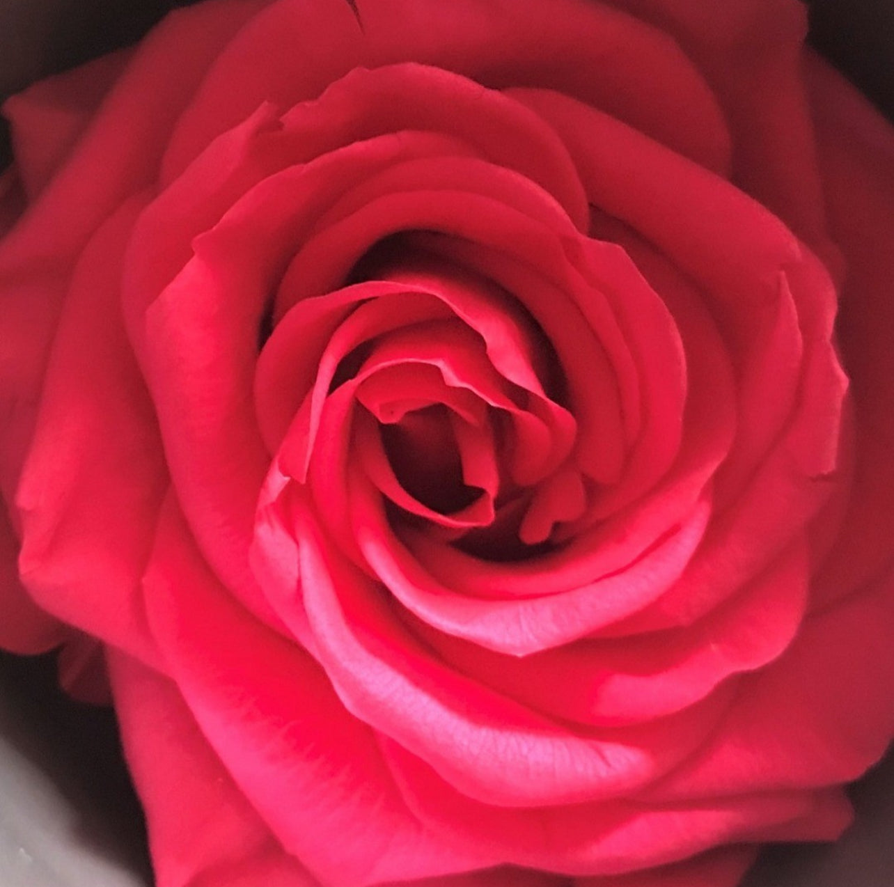 The Rose Cube - Color: Fuchsia