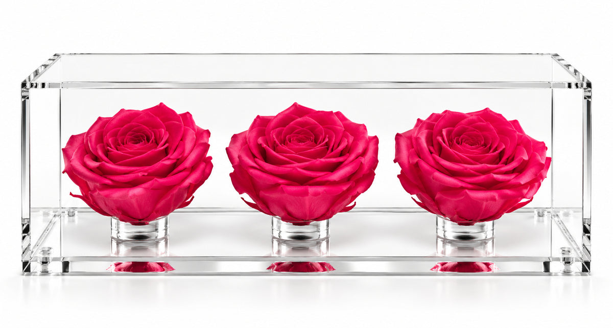 El trío de rosas fucsia