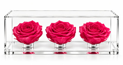 El trío de rosas fucsia