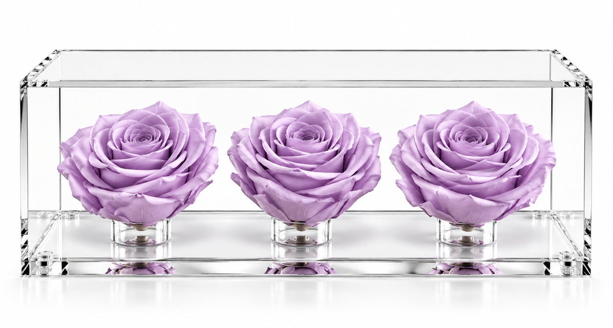 El trío de rosas fucsia