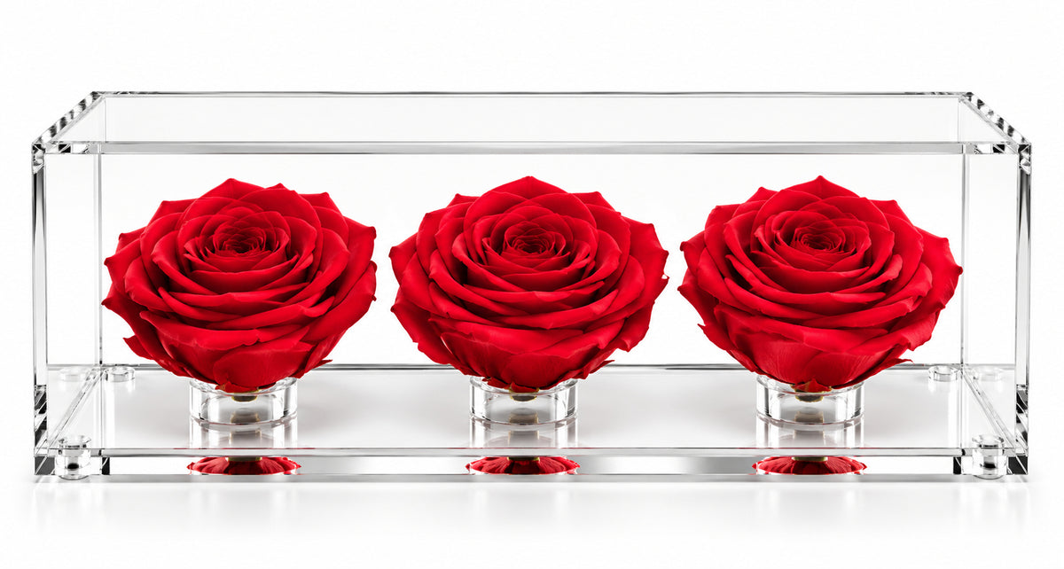 El trío de rosas fucsia