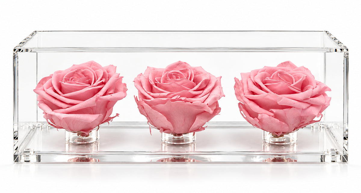 El trío de rosas fucsia