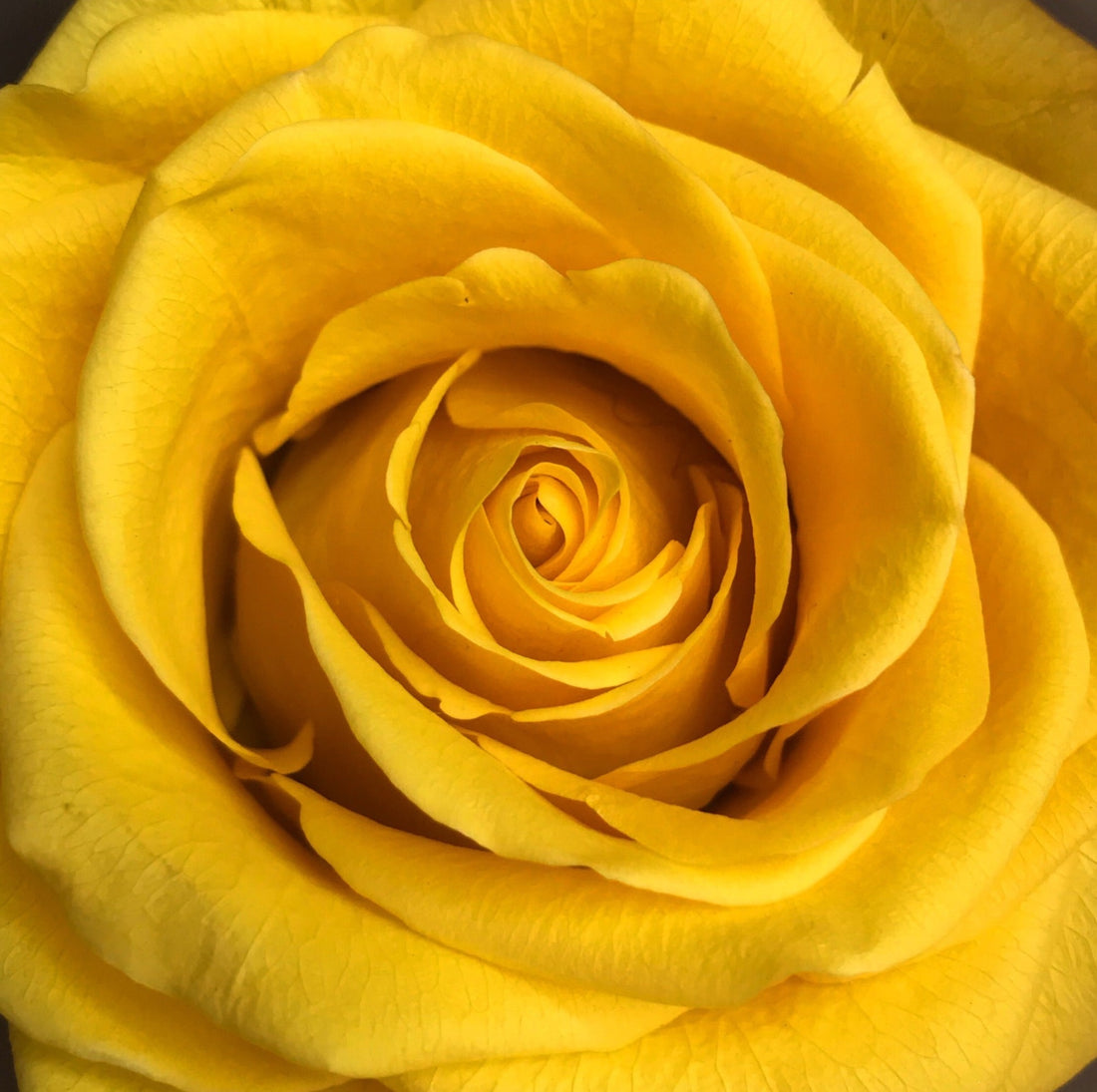 The Rose Cube Yellow