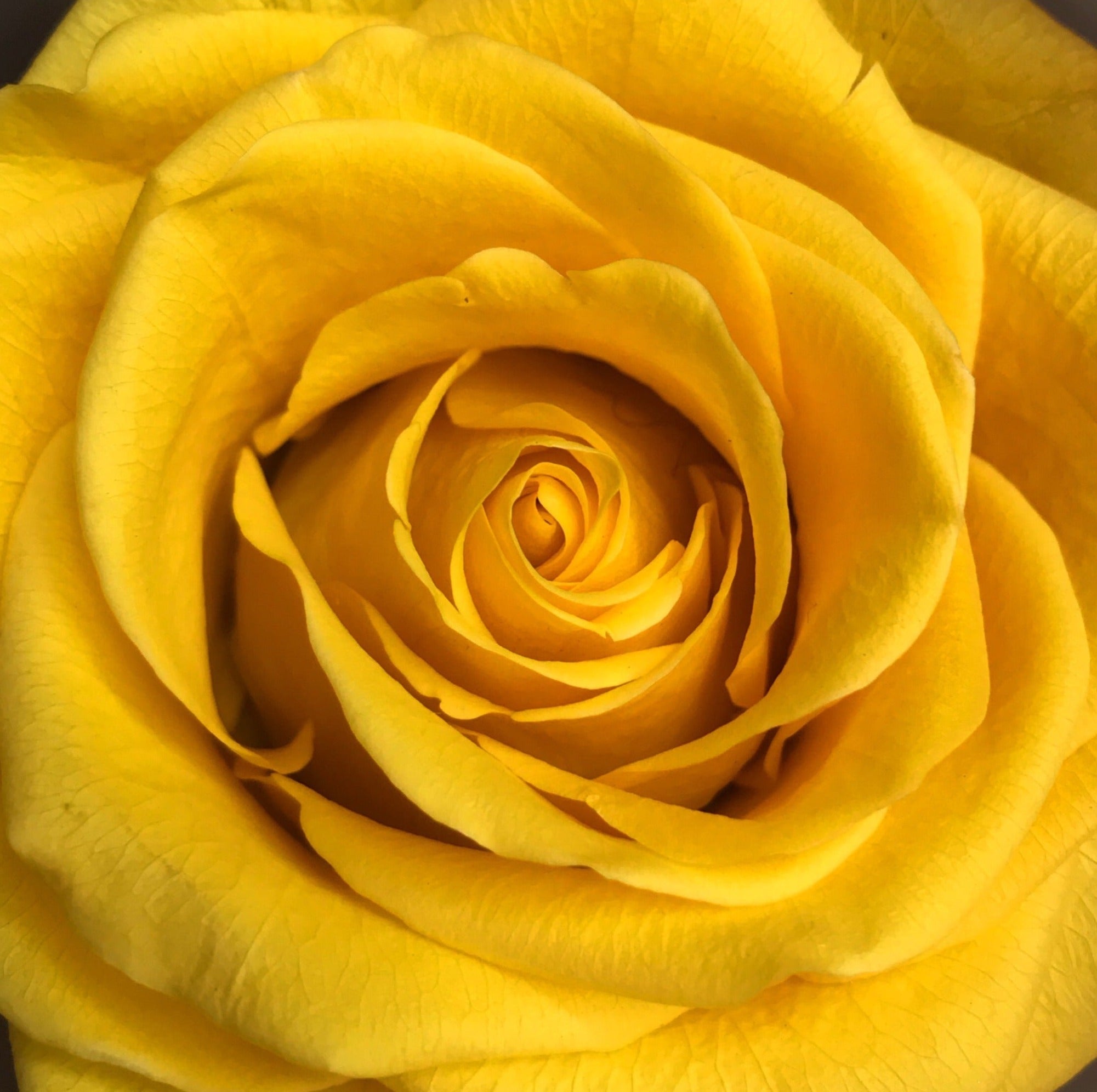 The Rose Cube - Color: Yellow